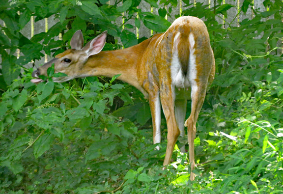 Hershey deer eating