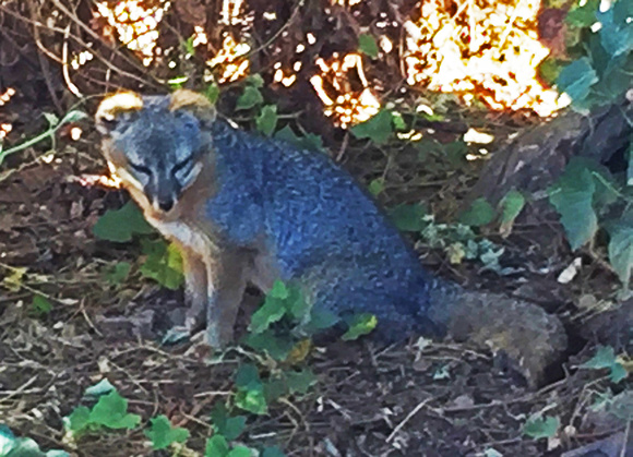 Santa Cruz Island fox, California