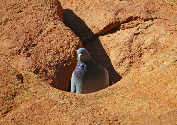 Pigeon in rock hole