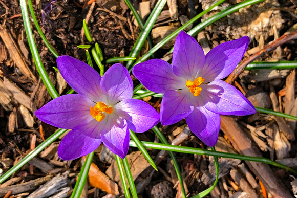 PA Purple flowers