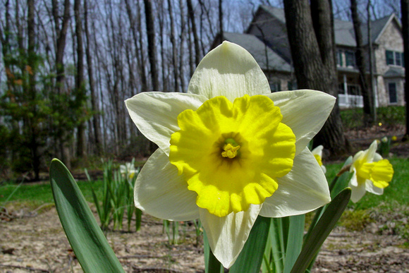 white-yellow daffodil
