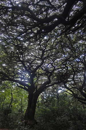 Ile de Pins spectacular tree