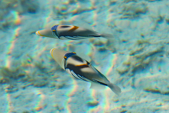Two colorful fish, Moorea lagoon