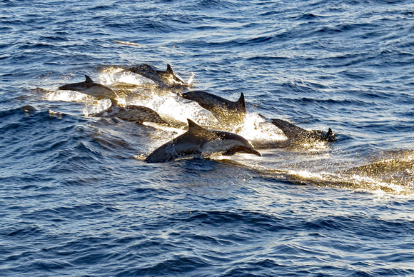 Dolphins, channel between Santa Cruz Island and California coast