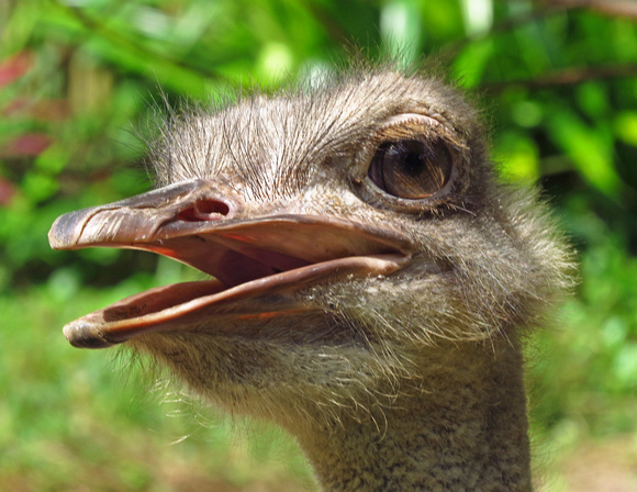 Emu, Singapore Jurong Bird Park