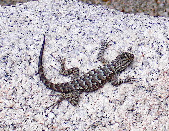 Joshua Tree gecko