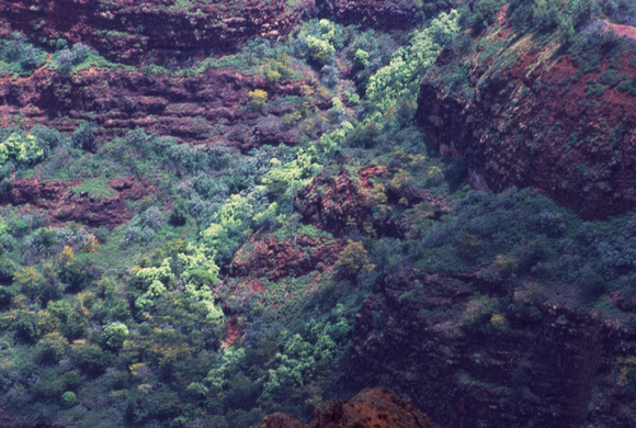 Vegetated cliffside