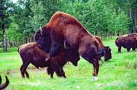 Fighting bison