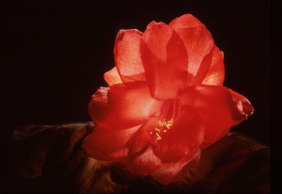 Red illuminated flower