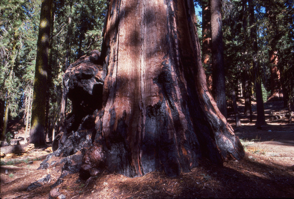 Sequoia base