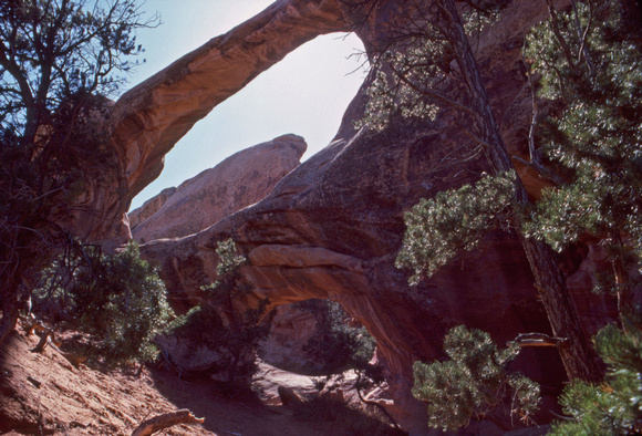 Double arch and trees