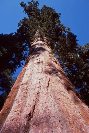 Looking up Sequoia