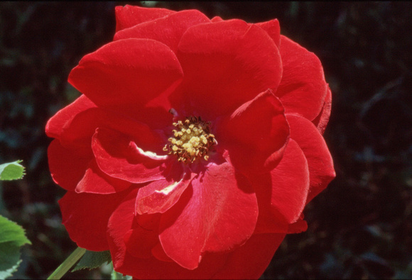 Ultra red flower