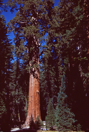 Sequoia in forest