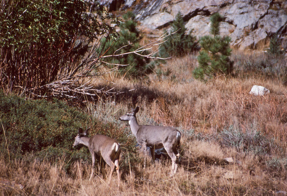 Deer in Mineral King valley