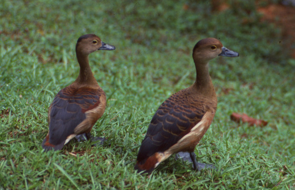 Two brownish birds
