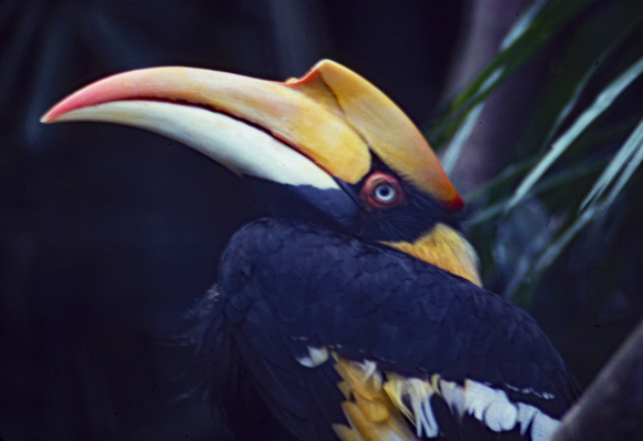 Multicolored toucan