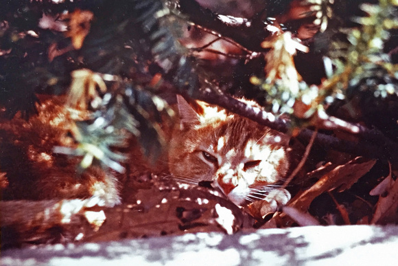 Cat Hiding in bush
