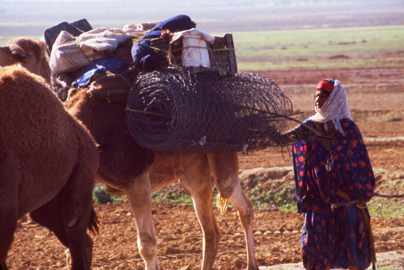 Egyptian woman with camels