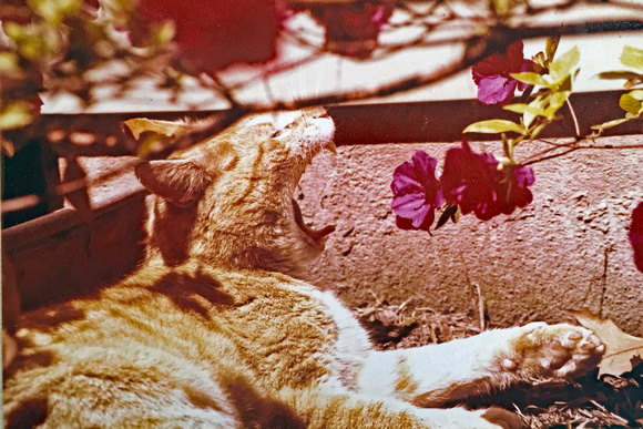 Cat Yawning under roses