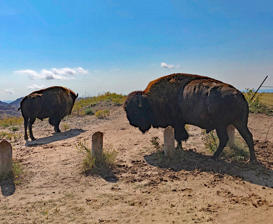 Two bison, Badlands National Park, South Dakota