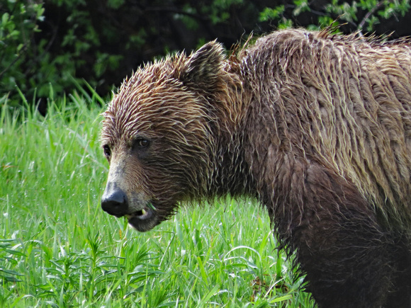 Juvenile grizzly bear, Canadian Rockies