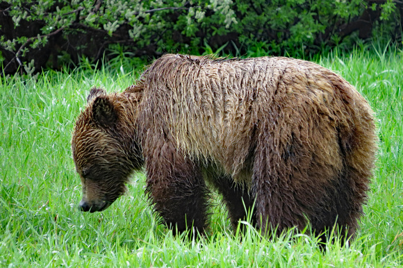 Juvenile grizzly, Canadian Rockies