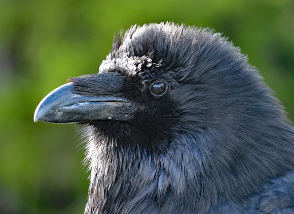 Black crow, Canadian Rockies