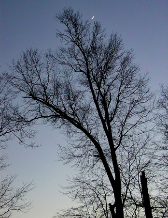 Memorial Lake tree and Moon