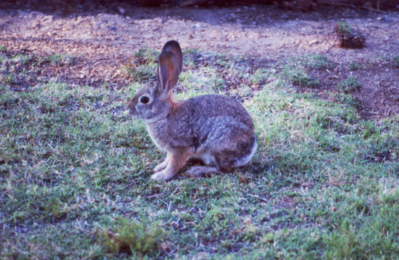 Rascly rabbit
