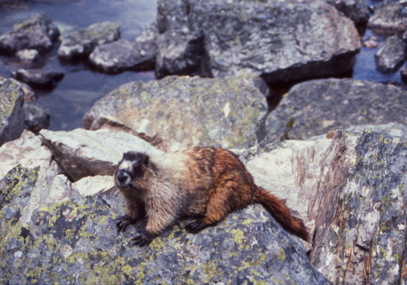 Marmot in stream