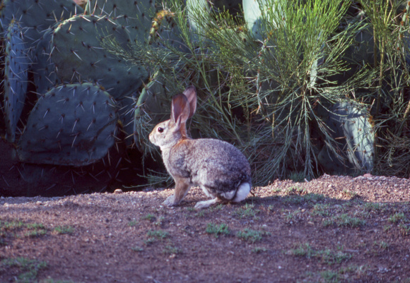 Rabbit and cacti