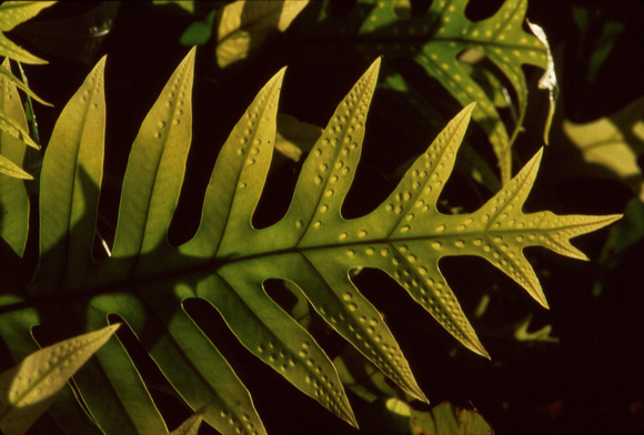 Green pitted fern leaf