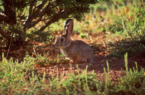 Bunny wabbit