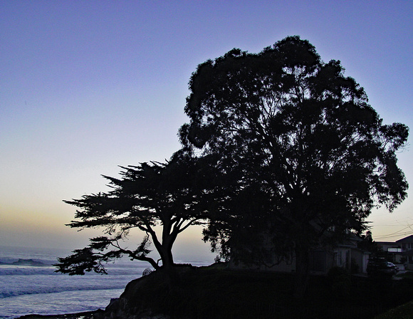 Santa Cruz silhouetted trees