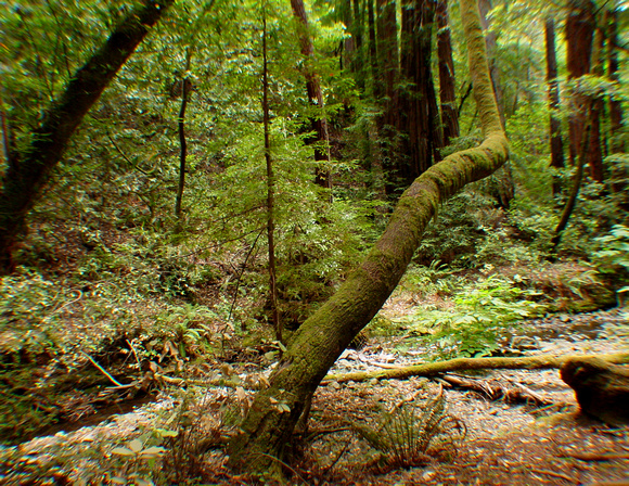 Muir Woods bent tree trunk