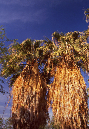 Thick bushy palm trees