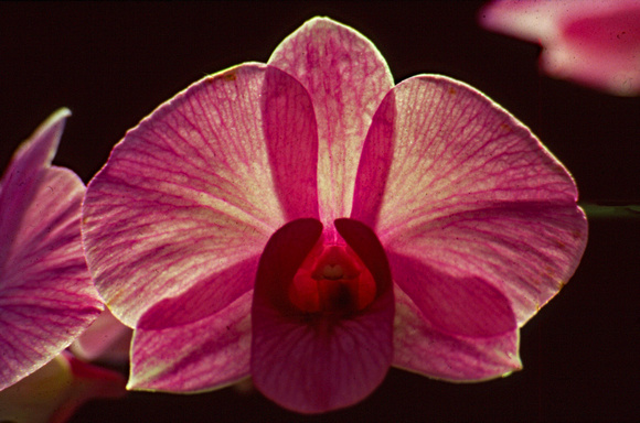 Backlit pink orchid