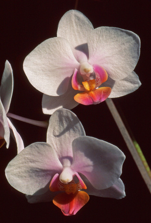 Two whitish orchids