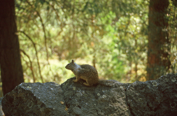 Spotted squirrel