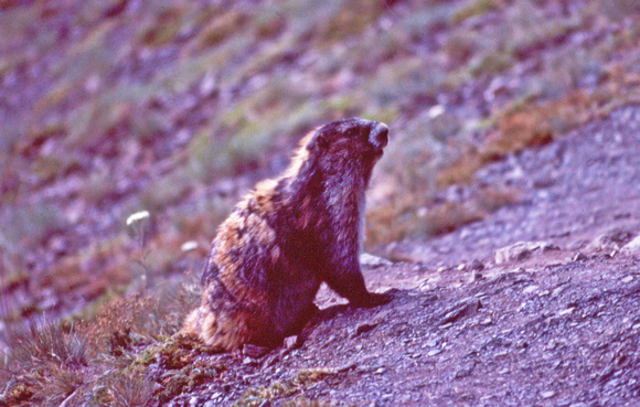 Marmot on slope