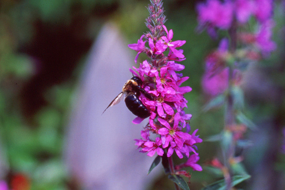 Bee on magenta flower2