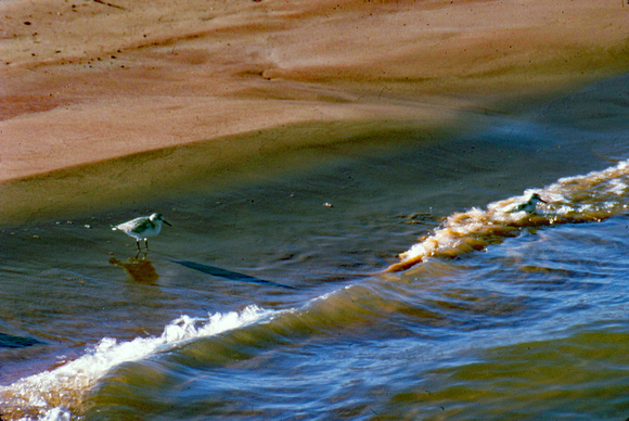 Sandpiper and wave