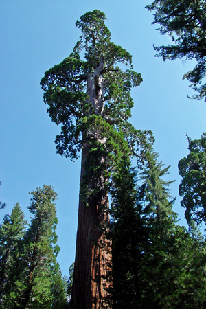 Sequoia General Grant2