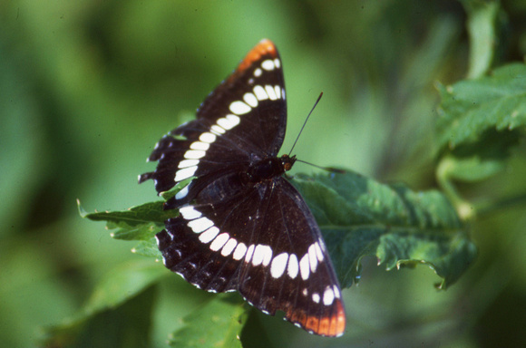Variety of White Admiral in Glacier NP