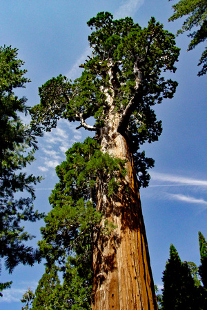 Sequoia General Grant