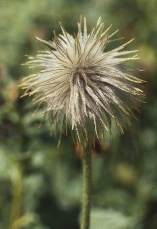 Shaggy-haired dandelion