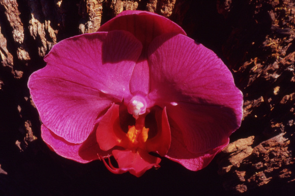 Magenta orchid against log