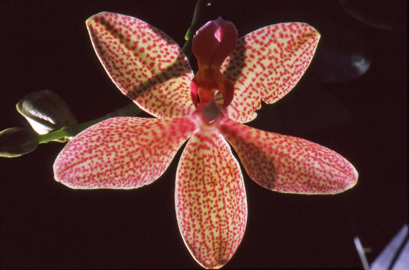 Red dotted orchid