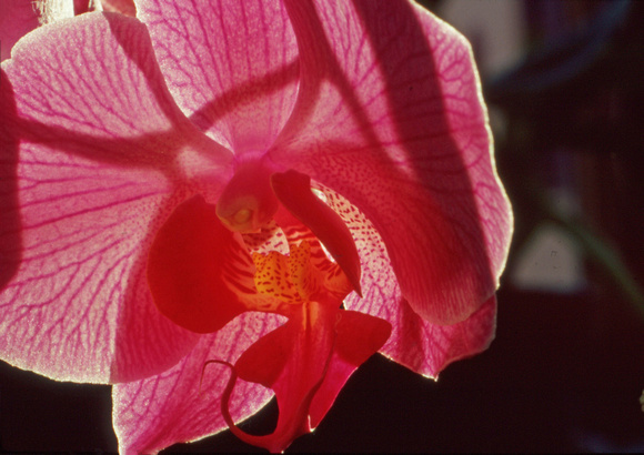 Red orchid closeup